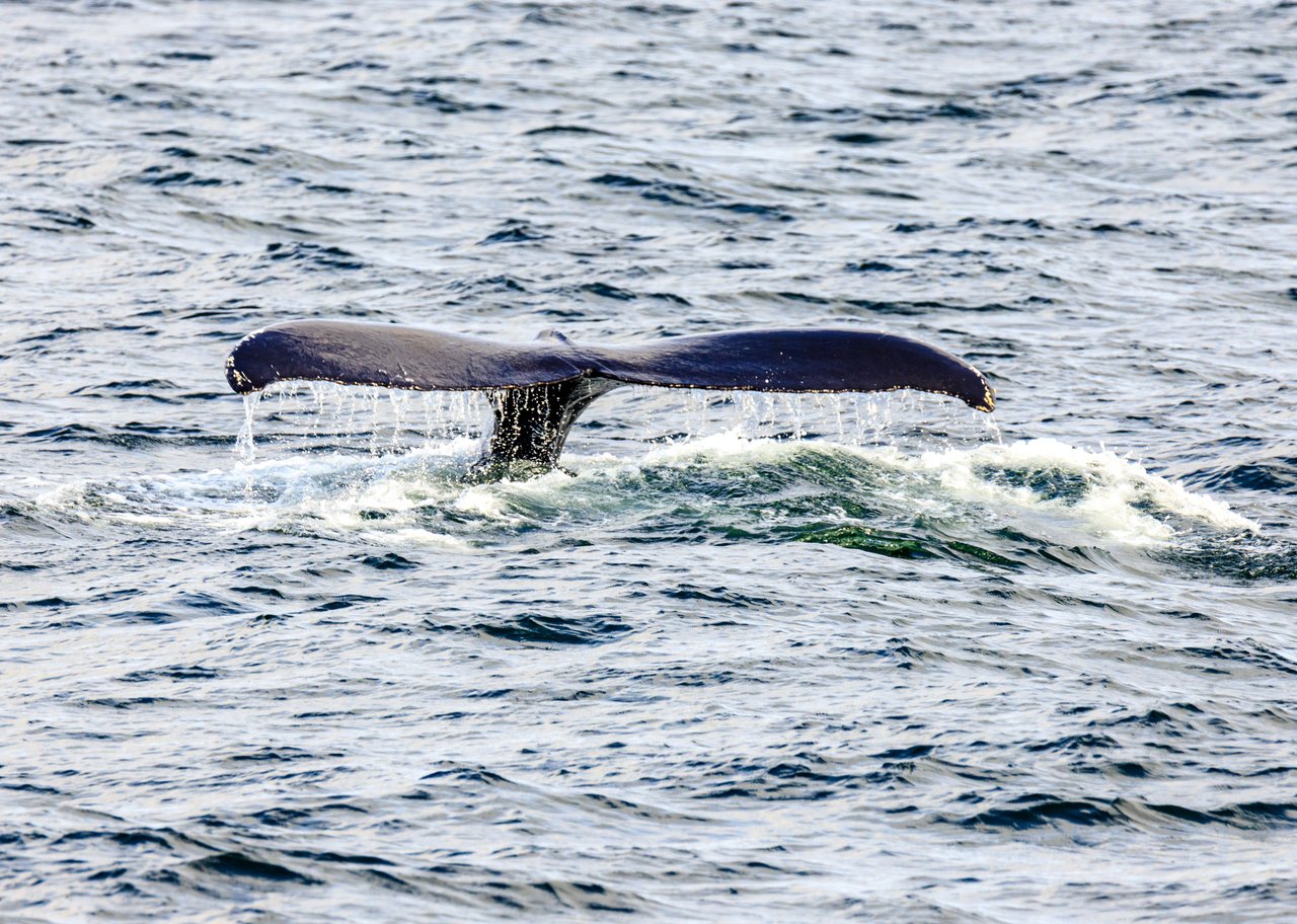 Humpback whale off Reykjavík, Iceland. 2017