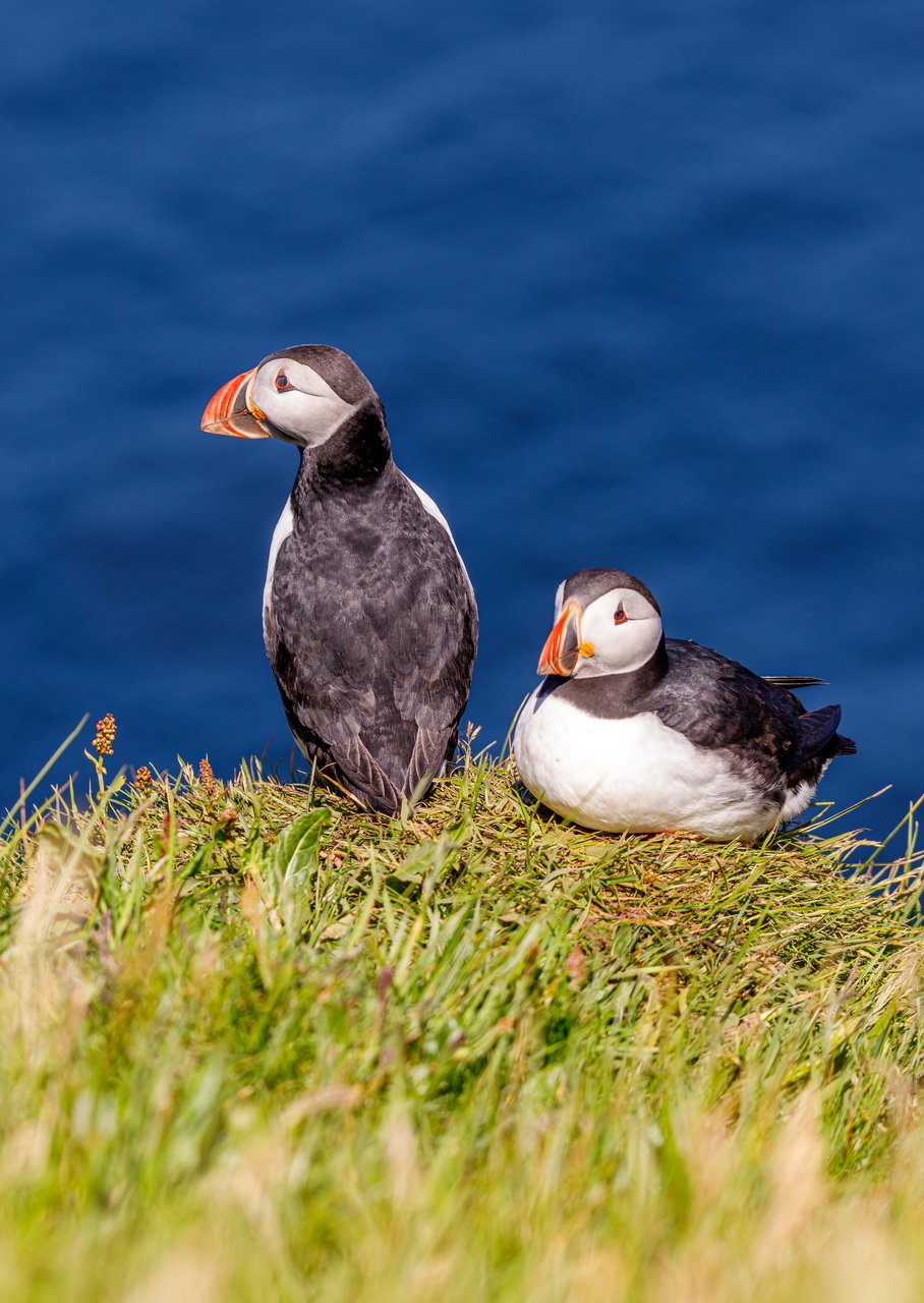Puffins on Mykines, Faroe Islands. 2024